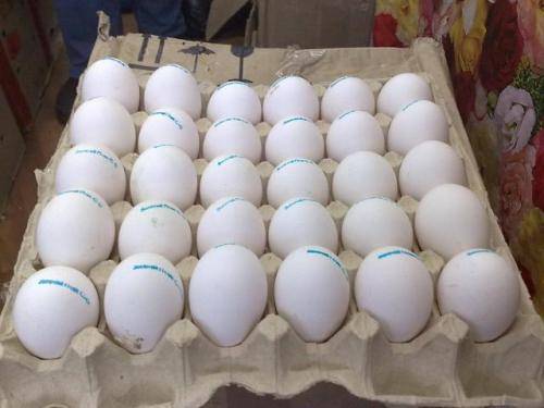 Imagen de Bebé de Loros y todas las especies de huevos numero 1