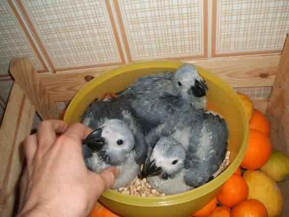 Imagen de Bebé de Loros y todas las especies de huevos numero 0