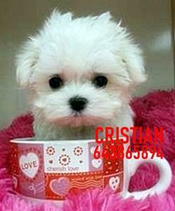 Imagen de CACHORROS BICHON MALTES numero 0