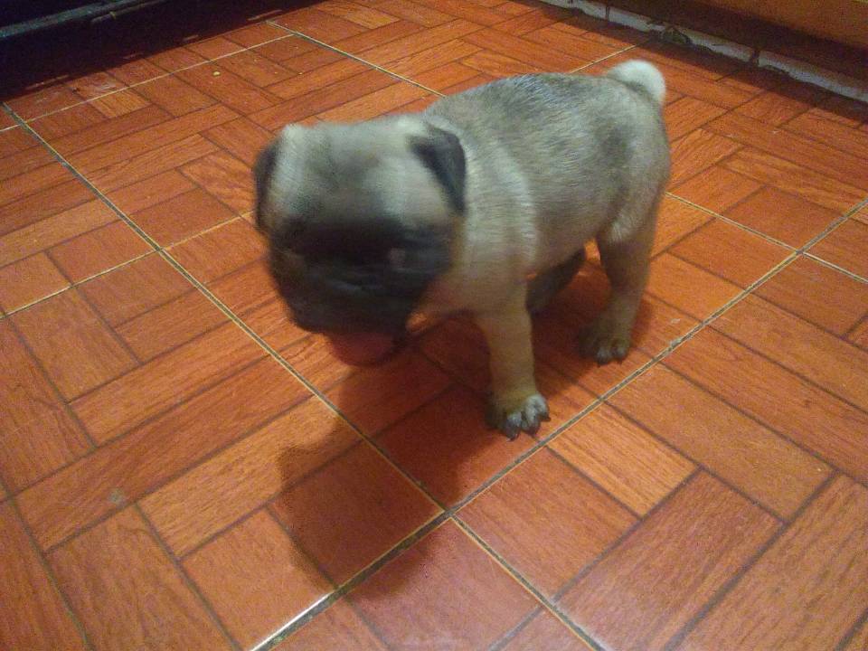Imagen de Cachorros Pug. numero 3