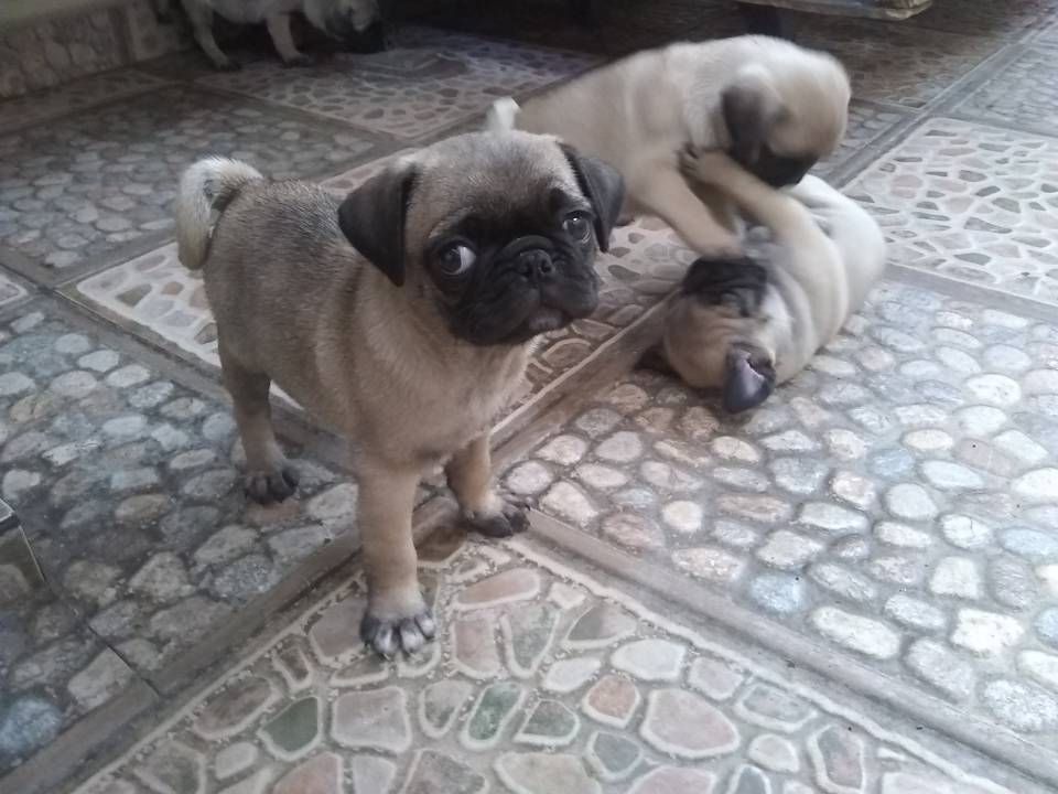 Imagen de Cachorros Pug. numero 2