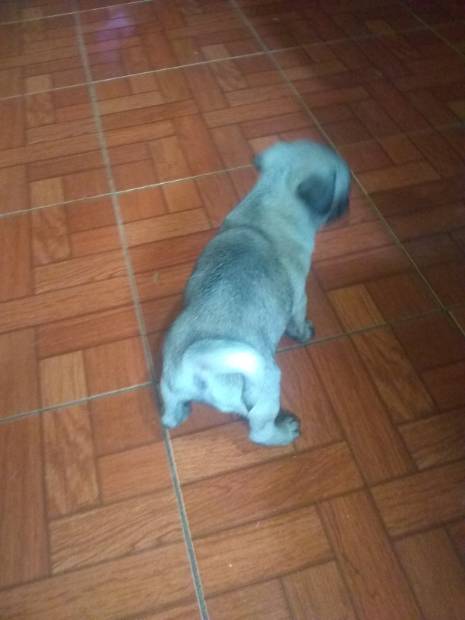 Imagen de Cachorros Pug. numero 0