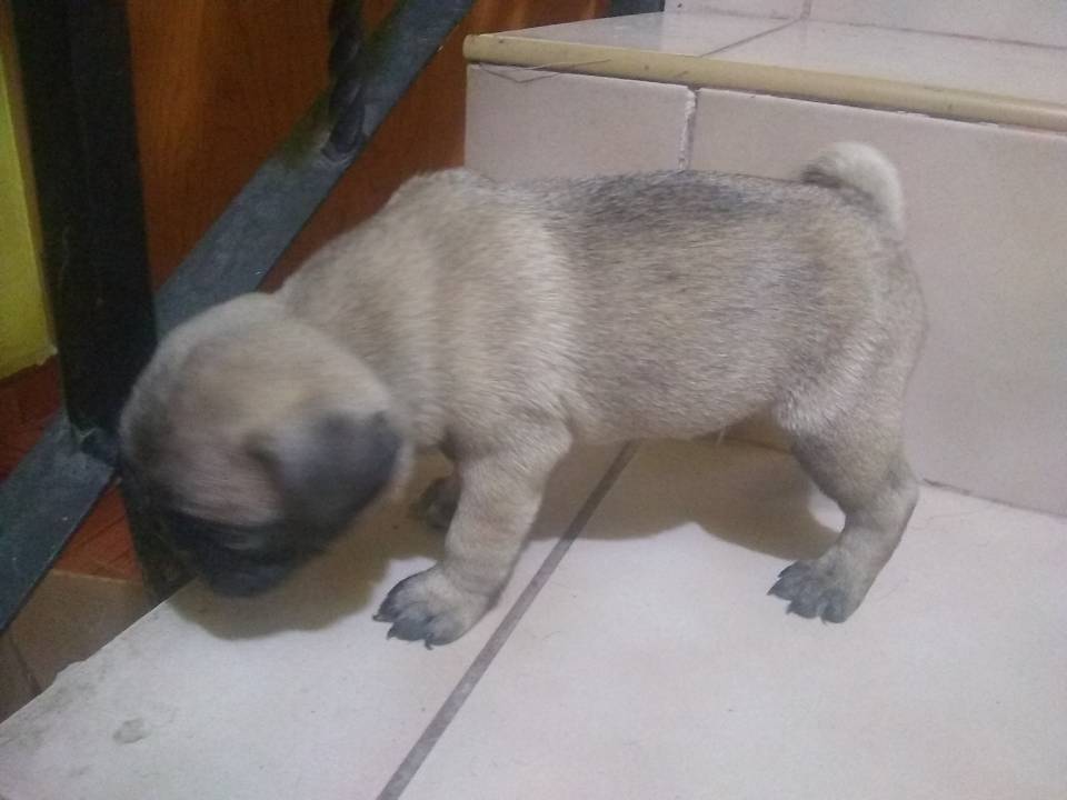 Imagen de Cachorros Pug. numero 1