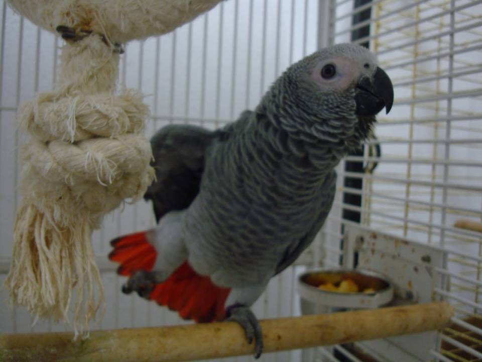 Imagen de Guacamayos azules y dorados y loros Grises Africanos cariñosos disponibles. numero 0