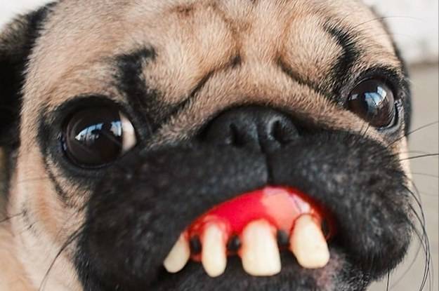 Imagen de Perro mas feo numero 0